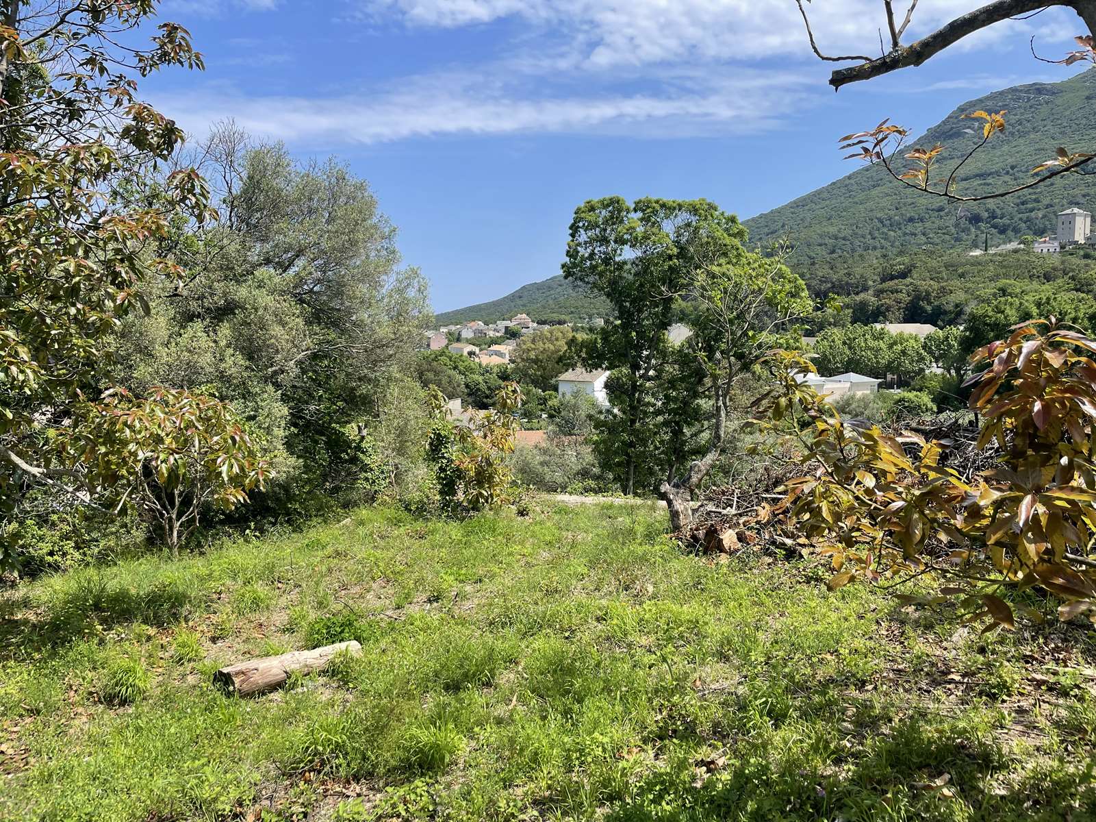 Cap corse, Luri, jolie parcelle constructible, 653 m², vue dominante, aperçu mer, exposition Est, endroit calme et plein de charme.