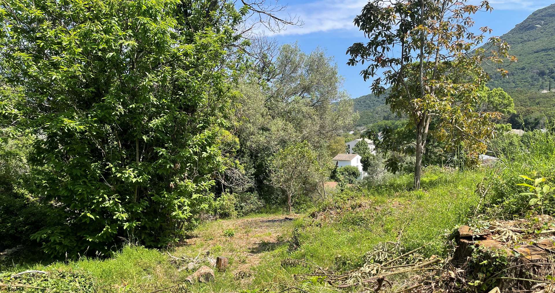 Cap corse, Luri, jolie parcelle constructible, 653 m², vue dominante, aperçu mer, exposition Est, endroit calme et plein de charme.